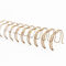Golden 1'' O Spiral Double Loop Binding Easy Closing PVC Filament
